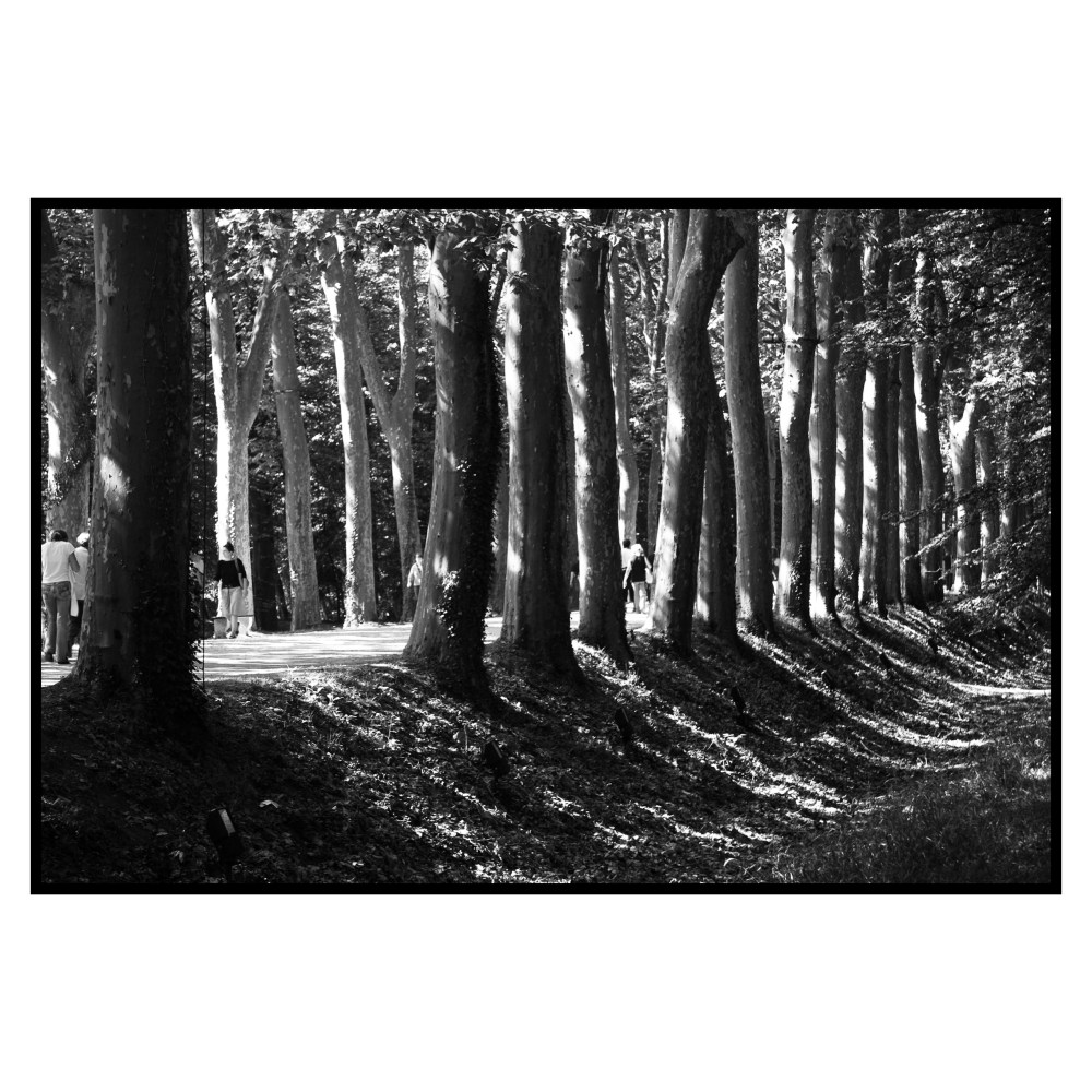 Trees. Loire, France