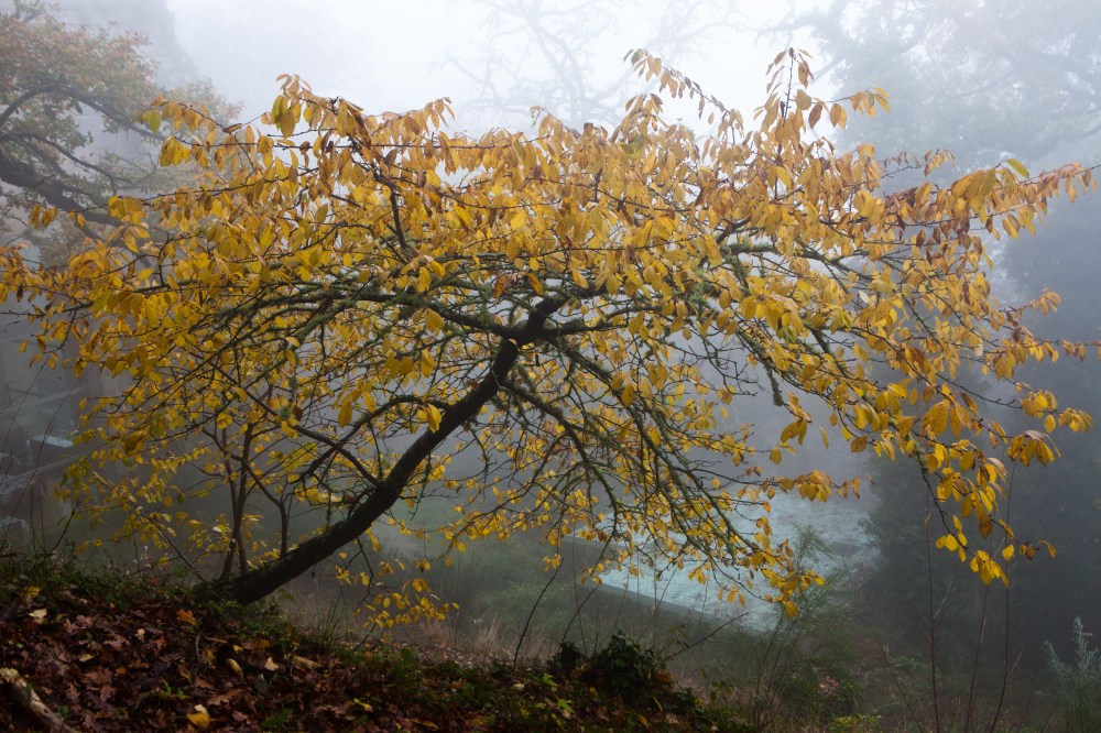 Tree in the fog. Santo Estevo, Galicia
