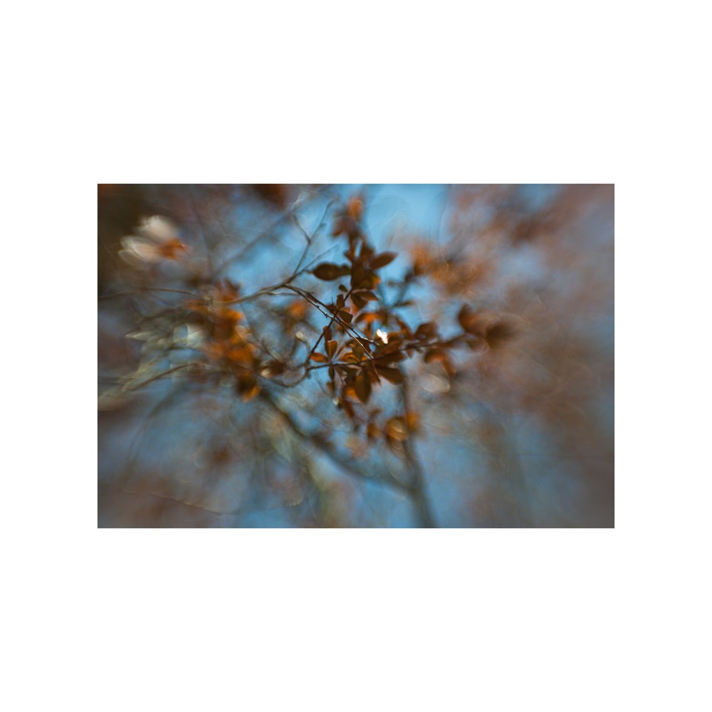 Abstract leaves (II), Madrid