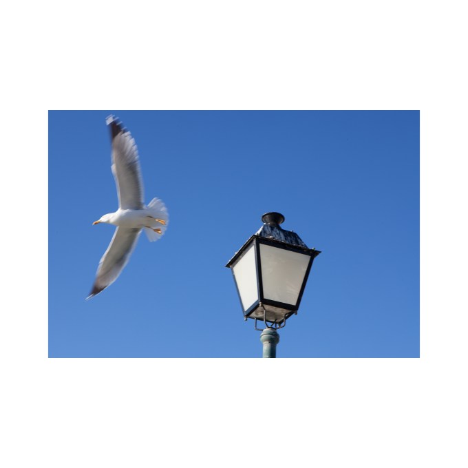 Flying away. Galicia, Spain