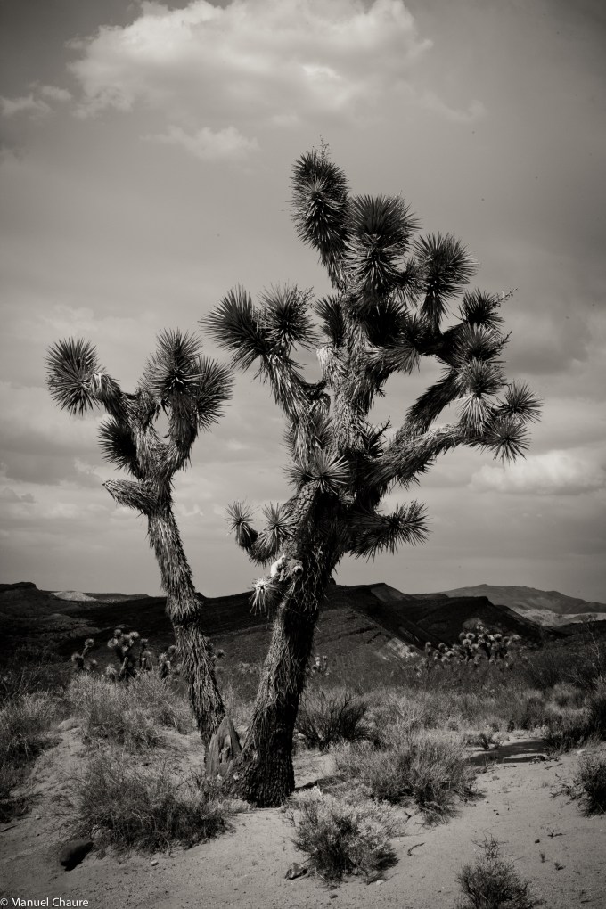 Joshua Tree. California Desert