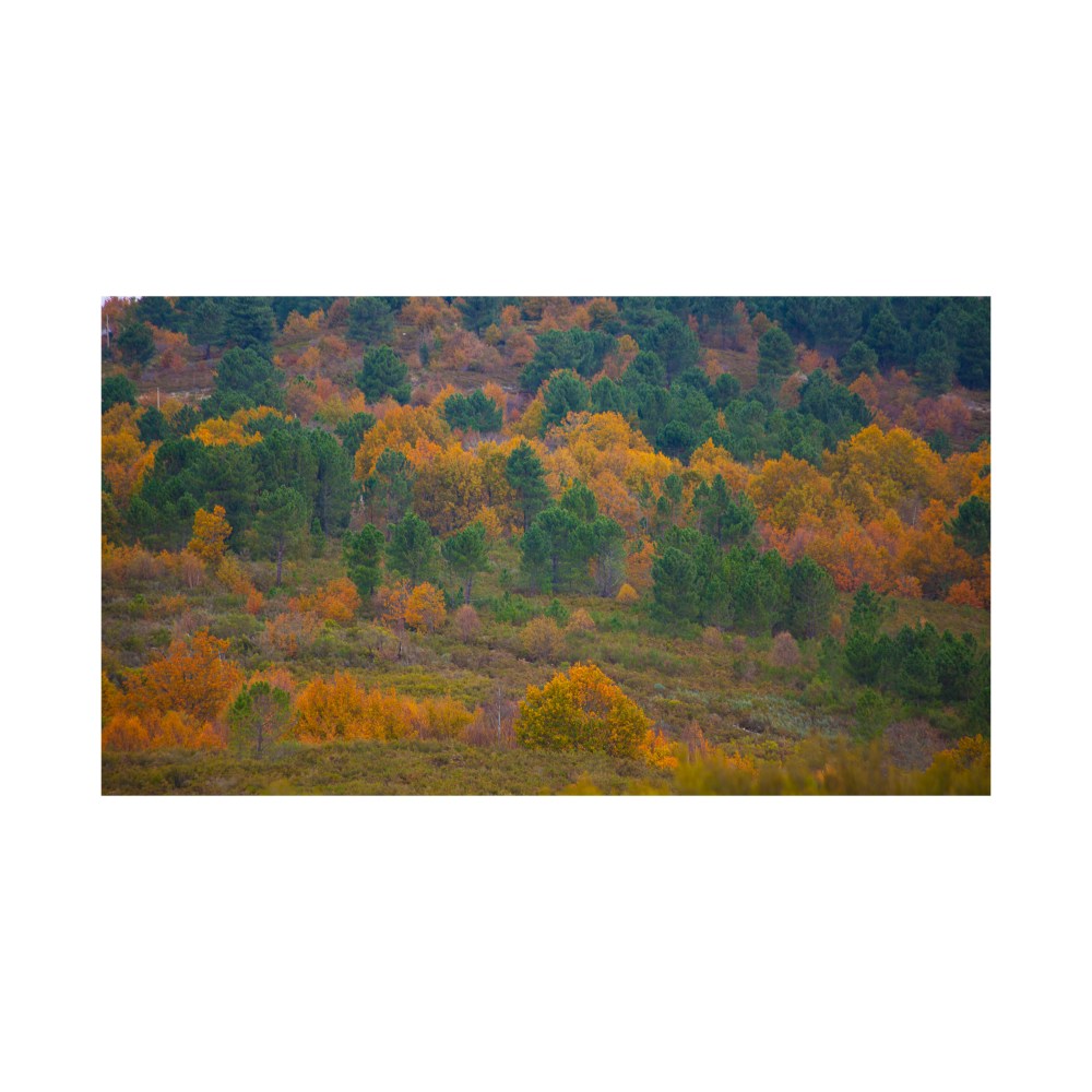 Impressionist trees. Cañón del Sil. Galicia